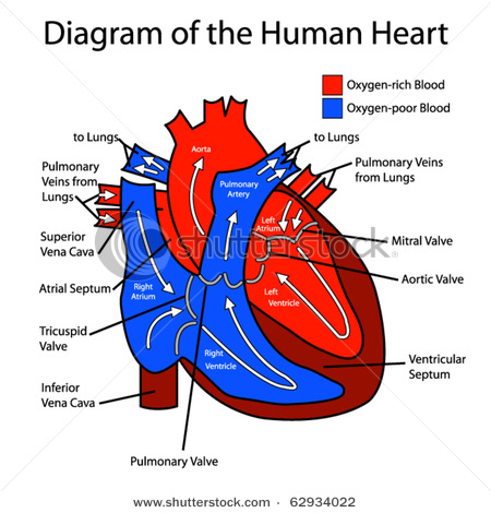 circulatory system heart diagram. Human Heart