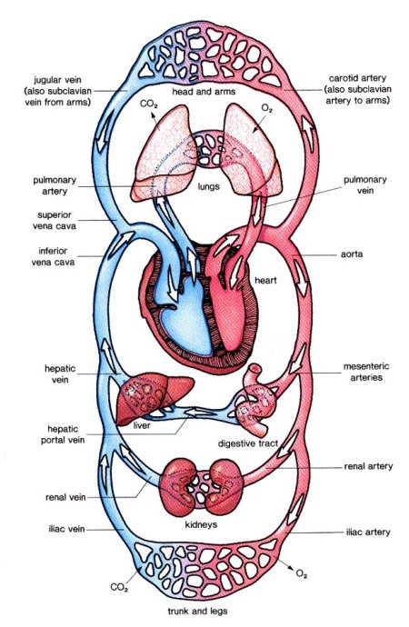 Circulatory System: “Keeping you alive” | Why Biology is FUN